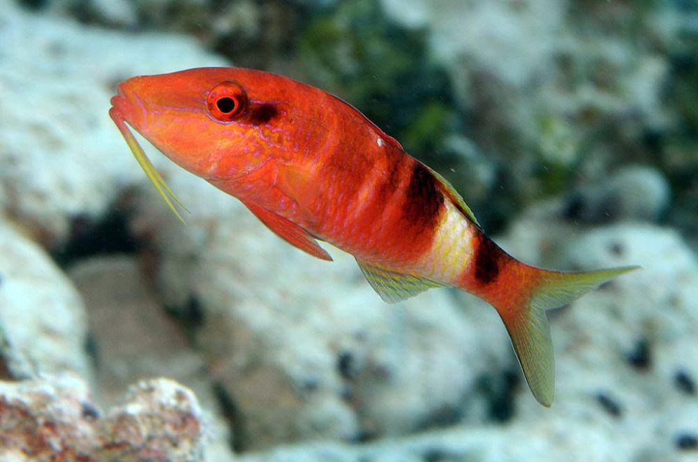 ilustrasi Parupeneus multifasciatus (inaturalist.org/uwkwaj)