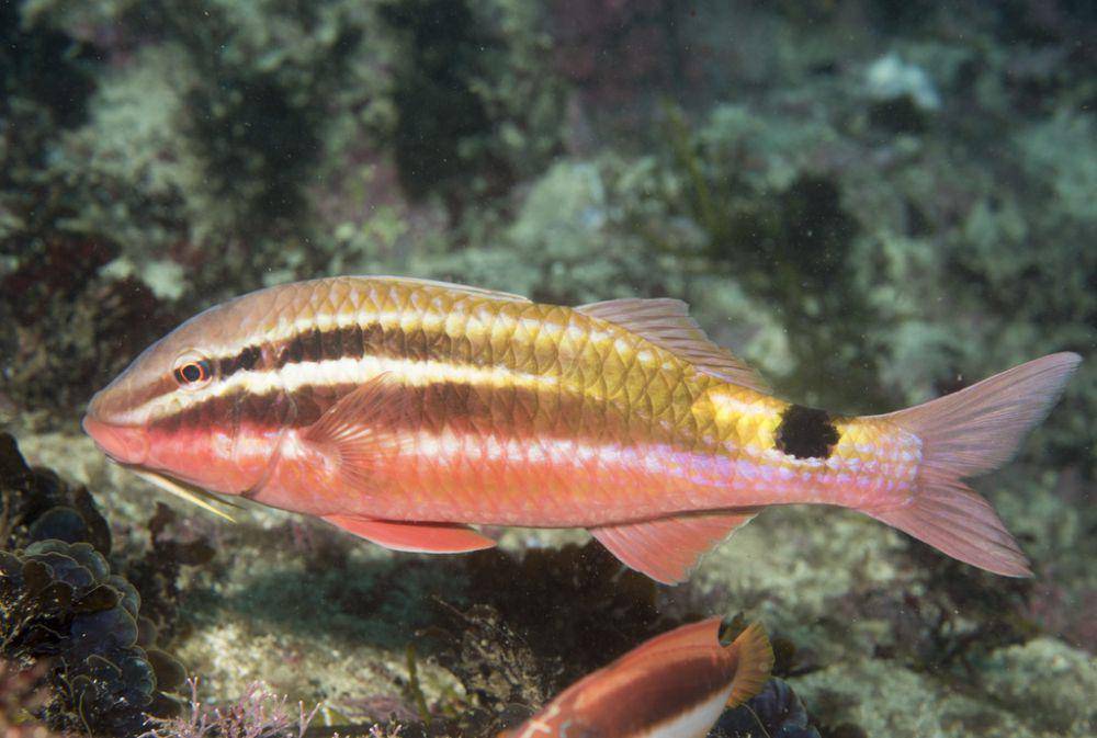 ilustrasi Parupeneus spilurus (inaturalist.org/eschlogl)