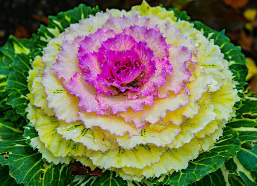 flowering kale (pexels.com/Siegfried Poepperl)