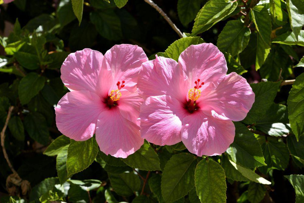 hibiscus (pexels.com/Pixabay)