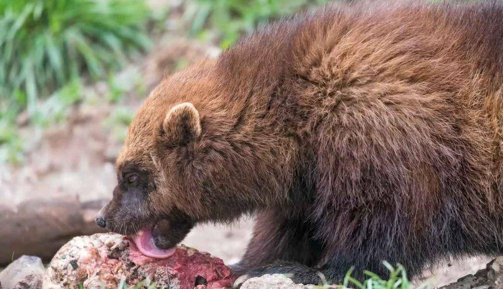 wolverine sedang memakan bangkai hewan (youtube.com/wildfacts)