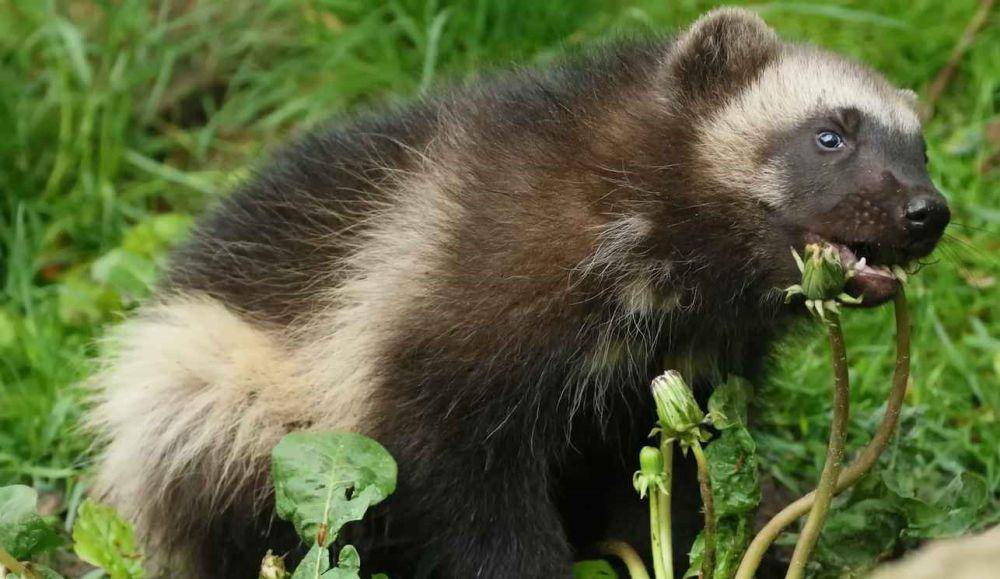 wolverine sedang memakan tumbuhan di dekatnya (youtube.com/wildfacts)