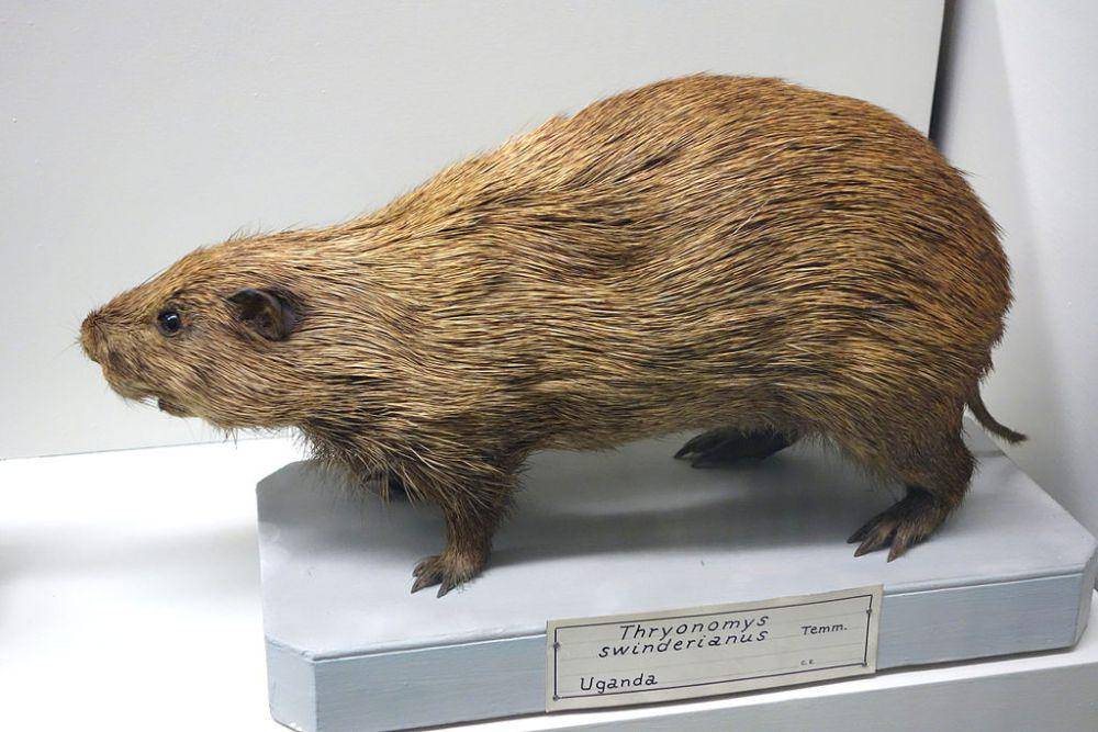 tikus tebu besar (commons.wikimedia.org/Daderot)