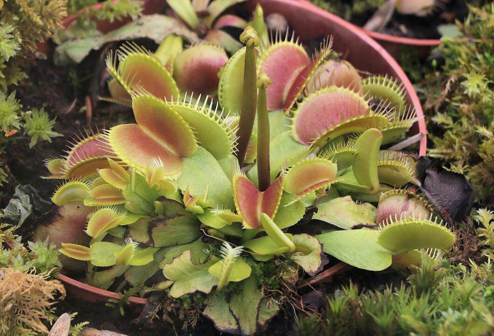 ilustrasi tumbuhan venus flytrap (wikimedia.org/ImagePerson)