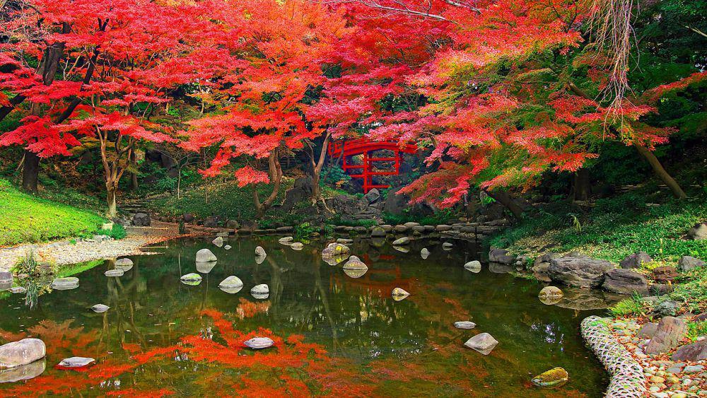 Koishikawa Korakuen Garden (commons.wikimedia.org/ひむちや | 公益財団法人 東京都公園協会)