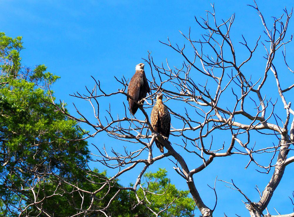 Elang laut madagaskar (commons.m.wikimedia.org/Quentin Corbel)