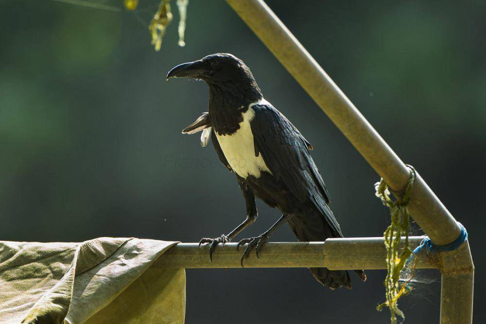 Pied Crow (flickr.com/francesco_veronesi)