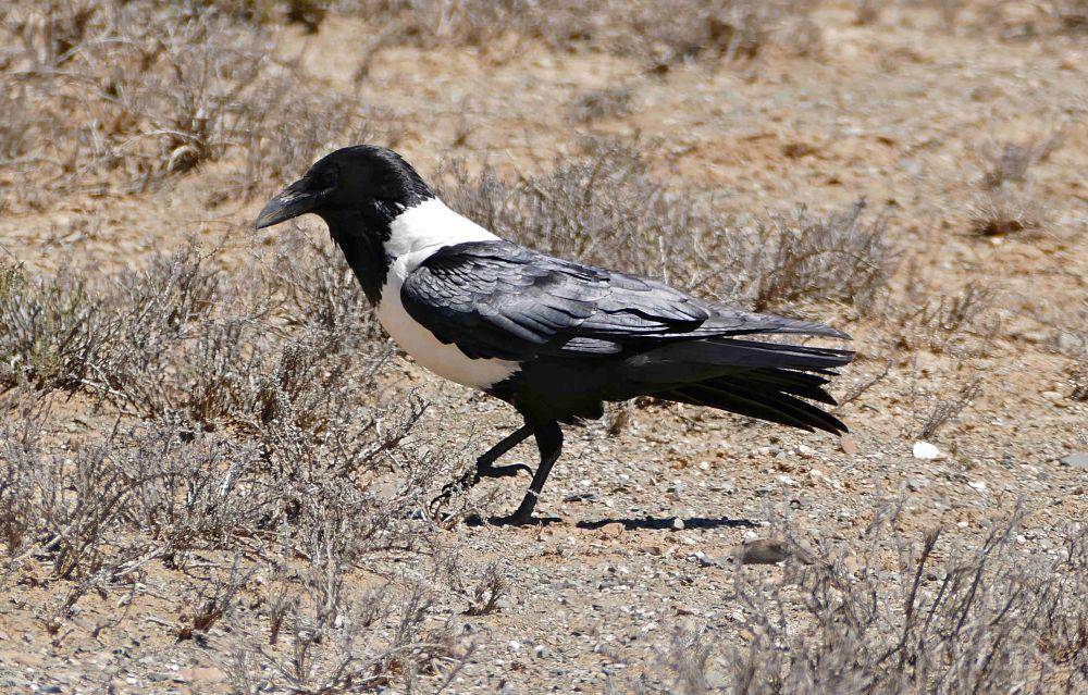 Pied Crow (flickr.com/berniedup)