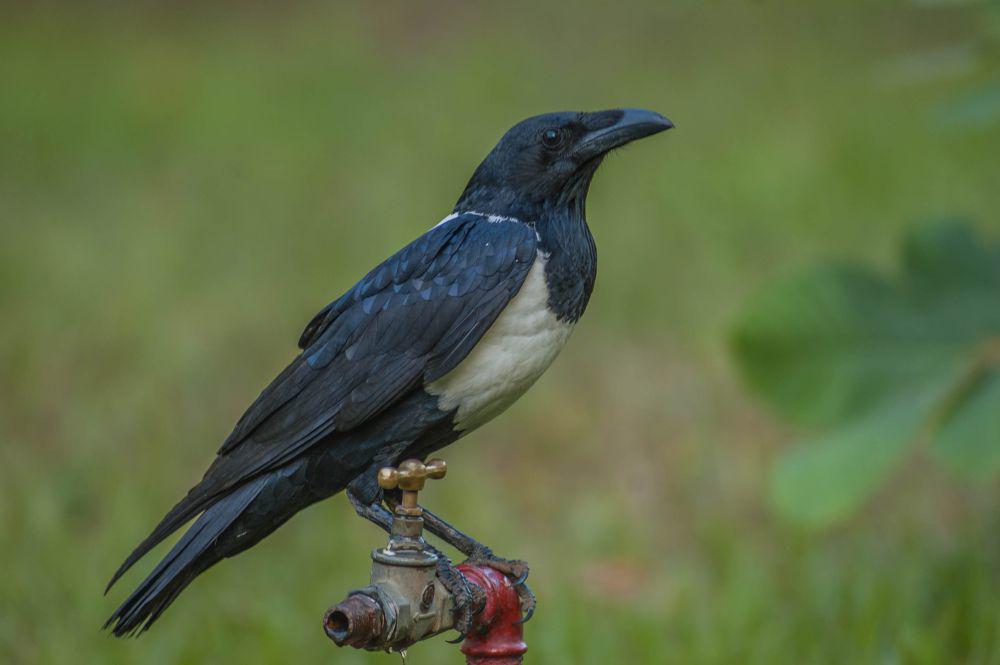 5 Fakta Pied Crow, Burung Gagak yang Punya Kecerdasan Mengesankan