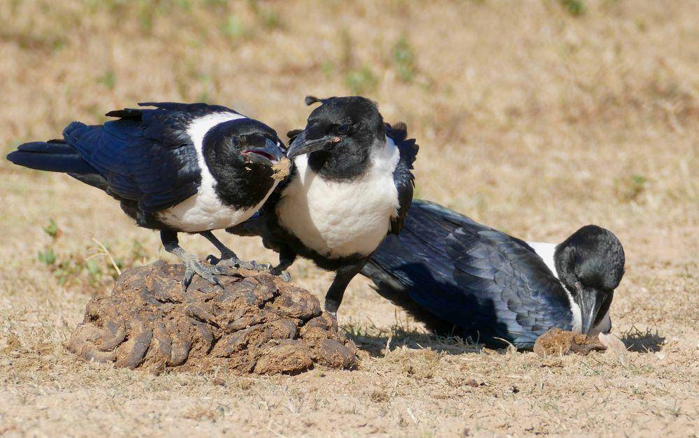 Pied Crow (flickr.com/berniedup)