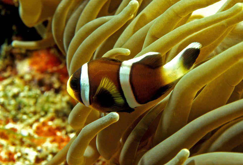 5 Ikan Anemon dari Genus Amphiprion yang Tinggal di Australia