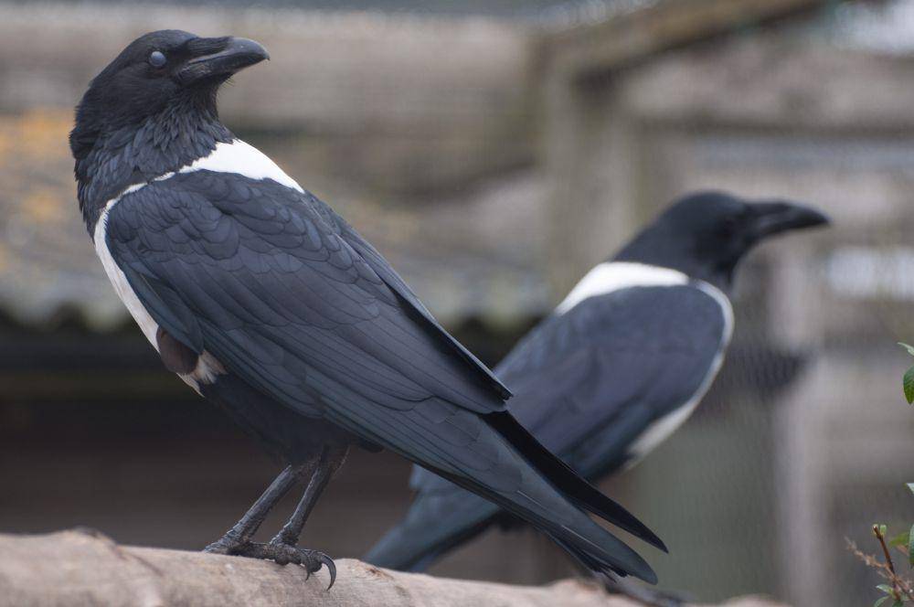 Pied Crow (flickr.com/harlequeen)