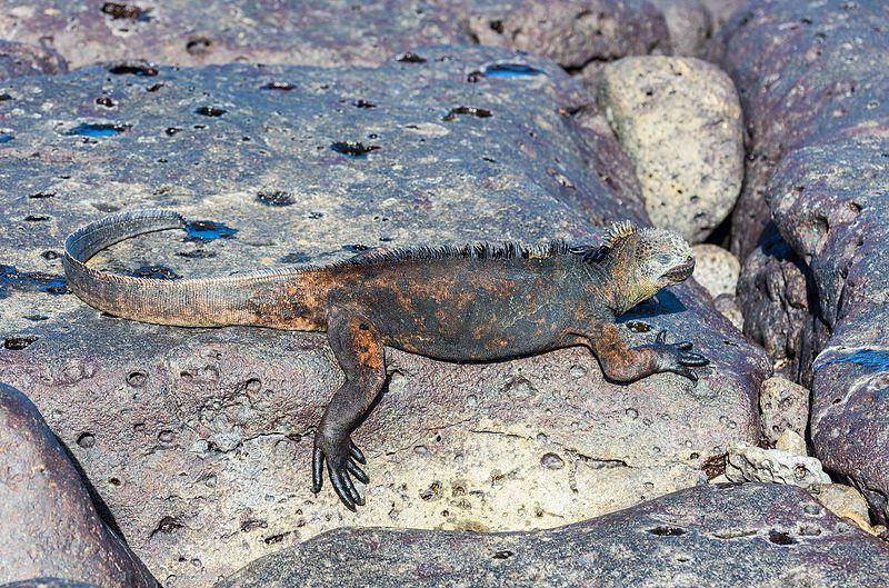 Iguana laut (commons.wikimedia.org/Diego Delso)