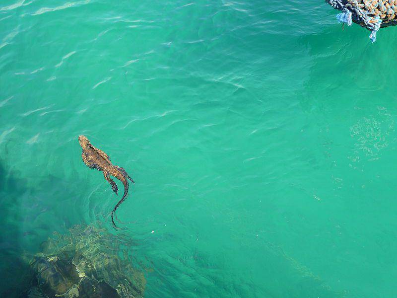 Iguana laut (commons.wikimedia.org/David Adam Kess)