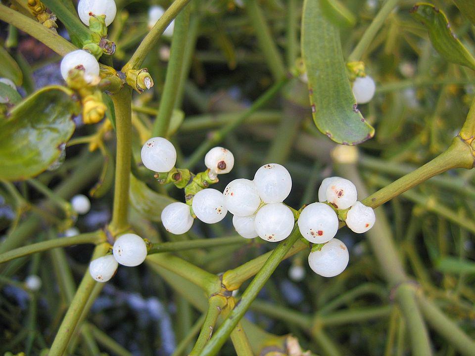 ilustrasi tumbuhan mistletoe (wikimedia.org/Agnieszka Kwiecień)