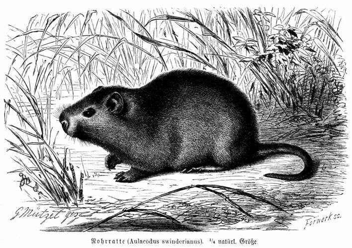 ilustrasi tikus tebu besar (commons.wikimedia.org/Alfred Brehm)