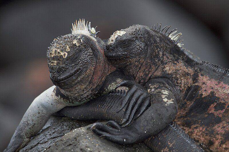 Iguana laut (commons.wikimedia.org/Gregory "Slobirdr" Smith)
