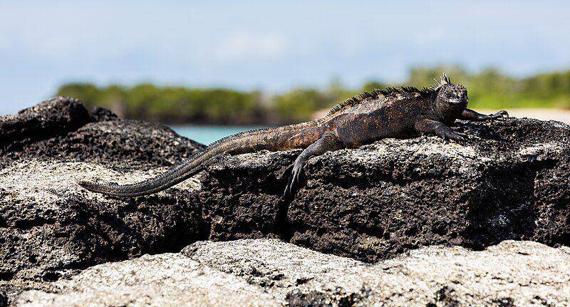 Iguana laut (commons.wikimedia.org/Diego Delso)