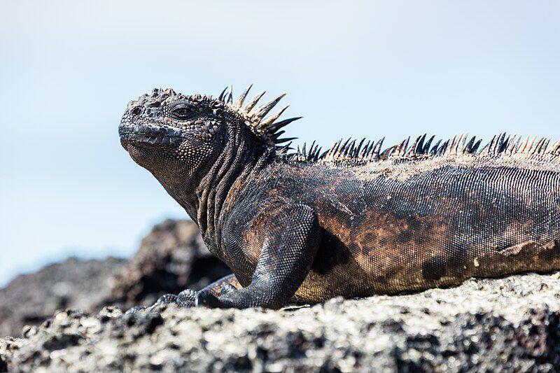 6 Fakta Iguana Laut, Perenang Andal Asli Kepulauan Galapagos