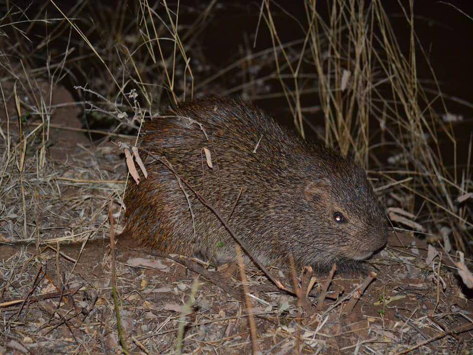 tikus tebu besar (instagram.com/mogalakwena_research_centre)
