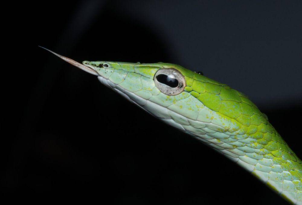 Genus Ahaetulla (inaturalist.org/Rajiv Thanawala)