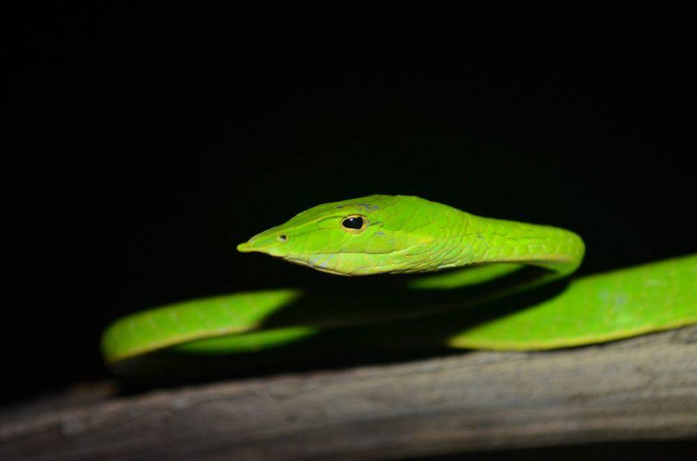 Genus Ahaetulla (inaturalist.org/Yucheol Shin)