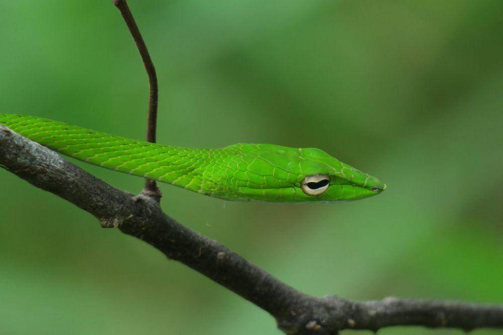 Genus Ahaetulla (inaturalist.org/Soh Kam Yung)
