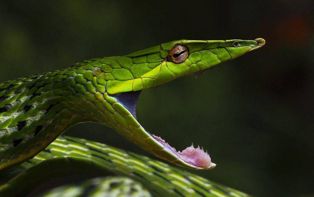 Genus Ahaetulla (inaturalist.org/Dr Caesar Sengupta)