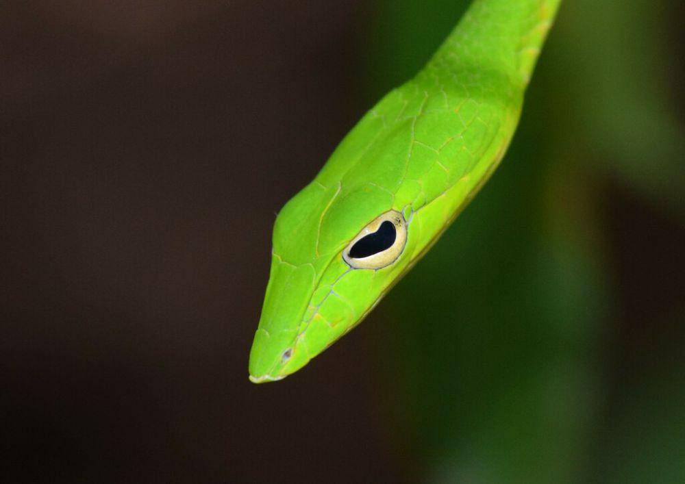 Genus Ahaetulla (inaturalist.org/Ng Yu Fei)