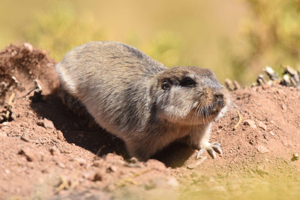 ilustrasi tuco-tuco (inaturalist.org)