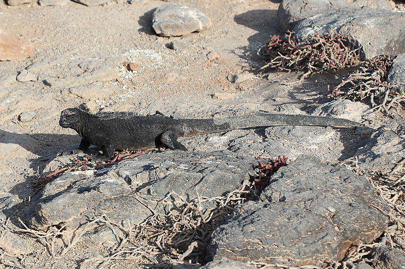 Iguana laut (commons.wikimedia.org/Bernard Gagnon)