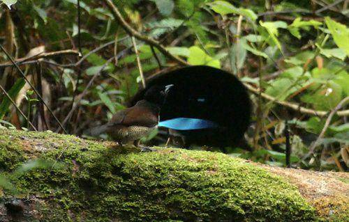 Manulwaki vogelkop betina (kiri) punya warna bulu yang lebih polos daripada pejantannya. (inaturalist.org/Jean-Paul Boerekamps)