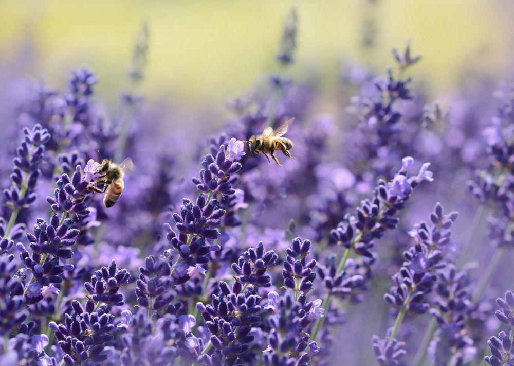 Ilustrasi bunga lavender (pexels.com/pixabay)