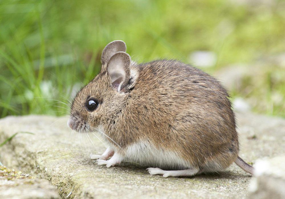 Ilustrasi tikus (pexels.com/pixabay)