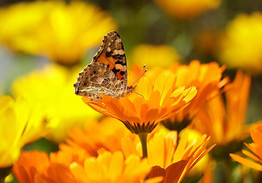 Ilustrasi bunga marigold (pexels.com/pixabay)