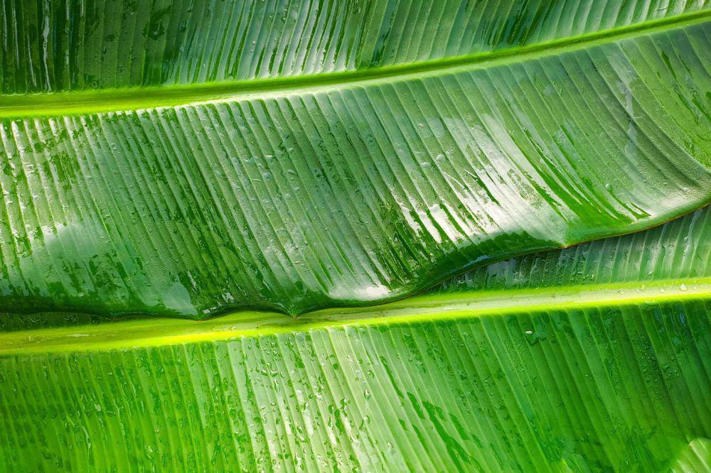 ilustrasi daun pisang (vecteezy.com/agus1993)