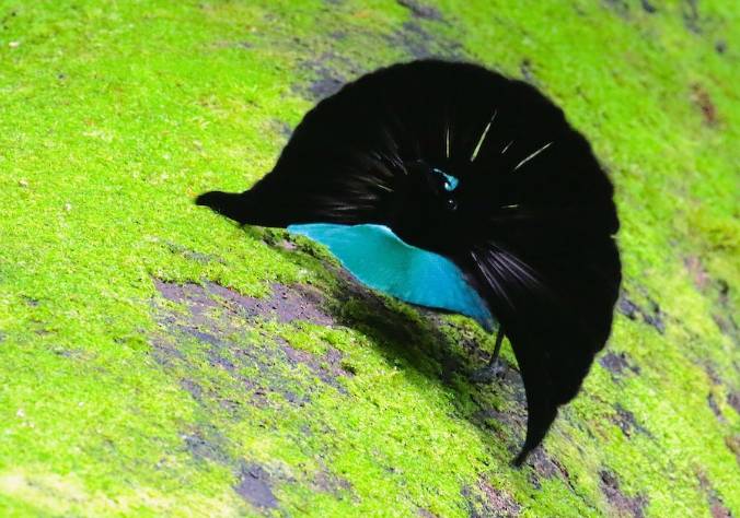 Meski tariannya nampak indah, tak semua manulwaki vogelkop jantan bisa mendapatkan pasangan kawin. (macaulaylibrary.org/Anonymous)