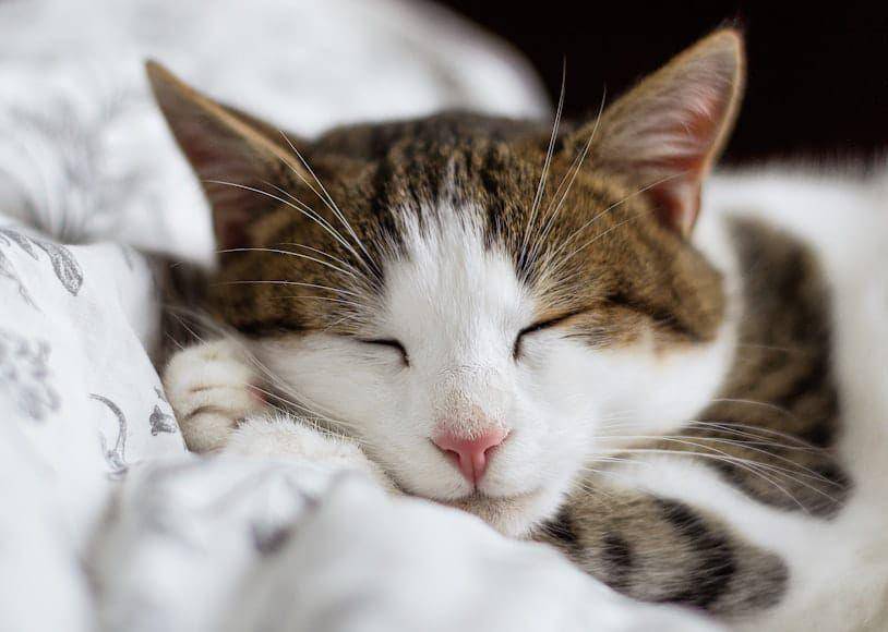 ilustrasi kucing di zaman Mesir Kuno (unsplash.com/Alexandru Zdrobau)