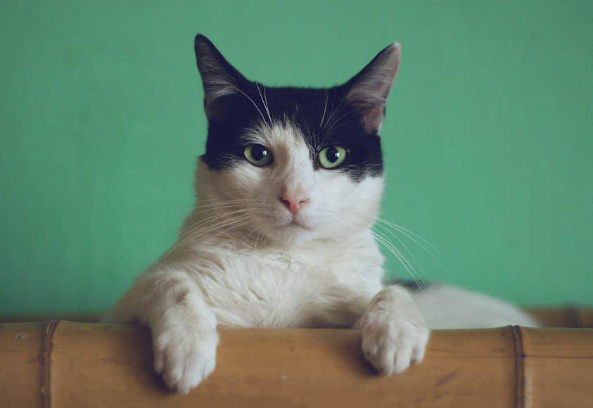 ilustrasi kucing di Eropa (unsplash.com/Manja Vitolic)