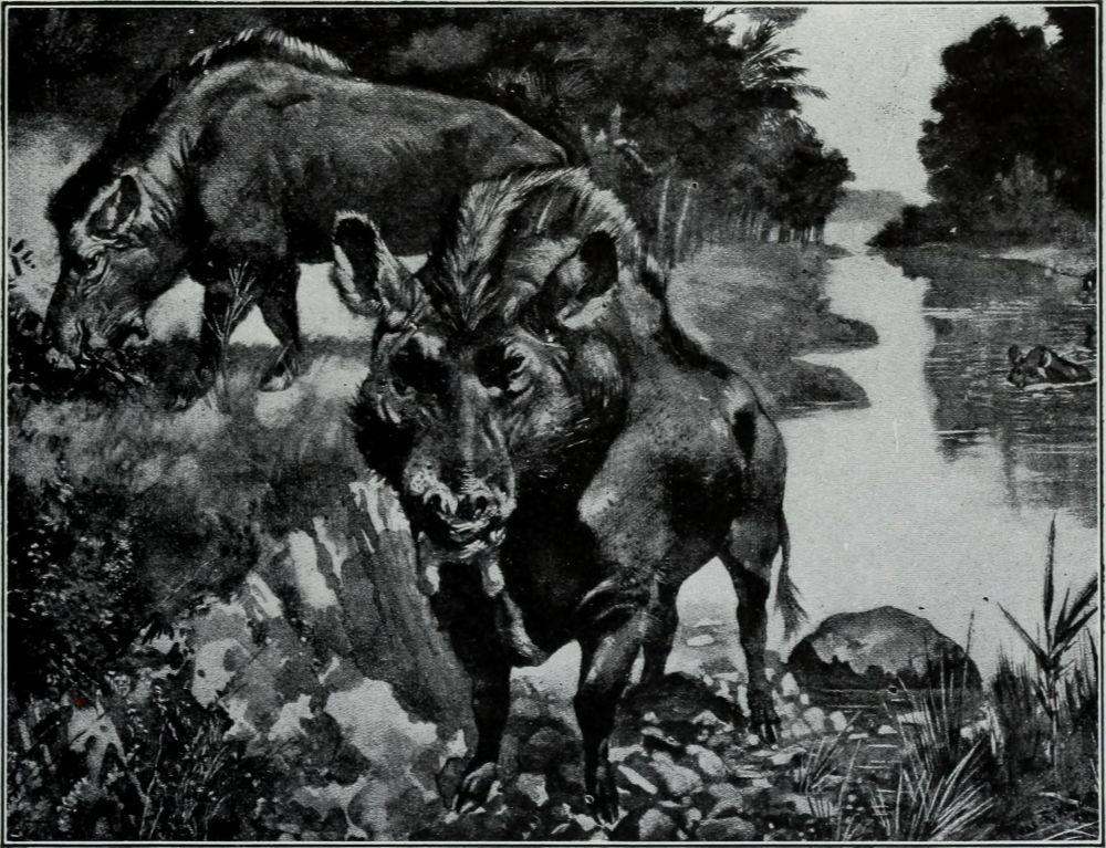ilustrasi entelodon (commons.wikimedia.org/Internet Archive Book Images)