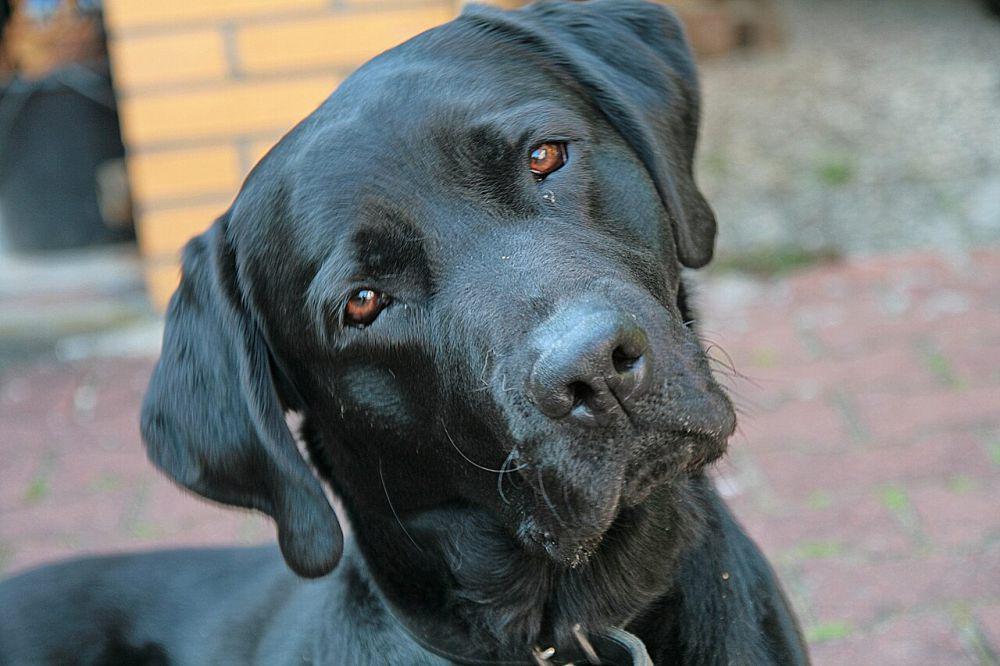 5 Hal Unik Labrador Retriever, Anjing Pekerja dengan Penciuman Tajam