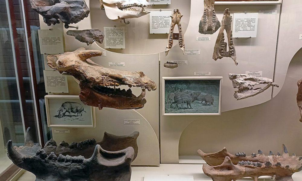 Fosil tulang entelodon (commons.wikimedia.org/MikSed)
