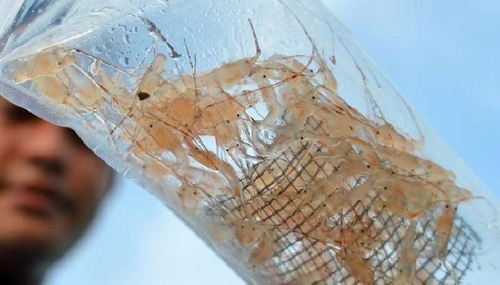 Benih lobster atau benur. (Istimewa)