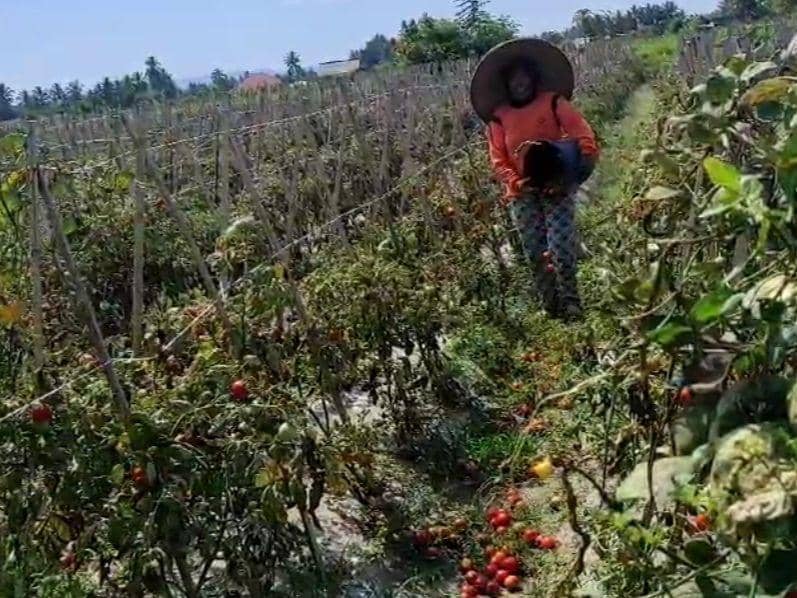 Buah tomat dibiarkan membusuk jatuh ditanah (IDN Times/Ruhaili)