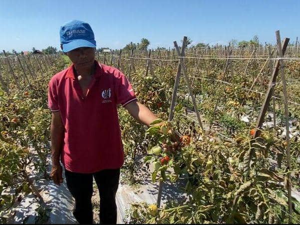 Petani menunjukkan buah tomat yang tidak dipanen (IDN Times/Ruhaili)