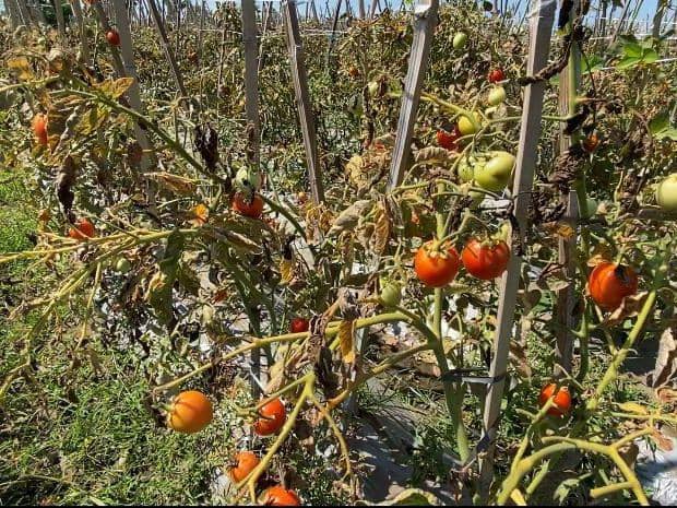 Harga Anjlok Bikin Petani Tomat di Lotim Enggan Panen