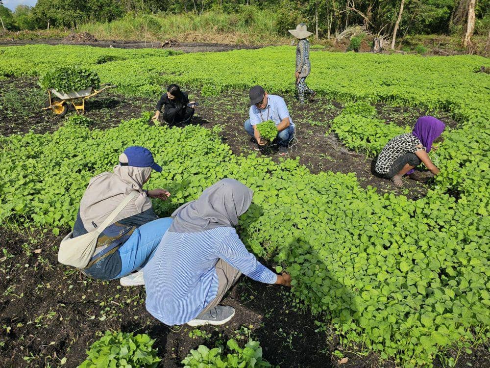Melirik Pertanian di Desa Pulau Semambu: Pengolahan Air Energi Surya