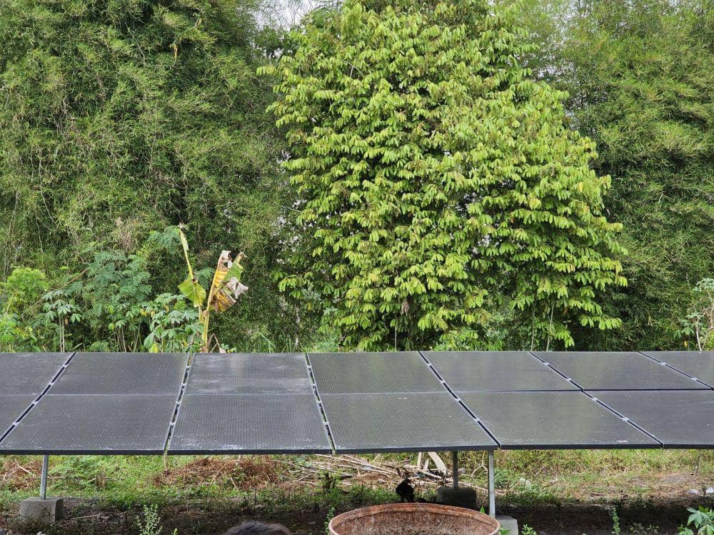 Sektor pertanian di Desa Pulau Semambu (Dok. Pertamina Patra Niaga)