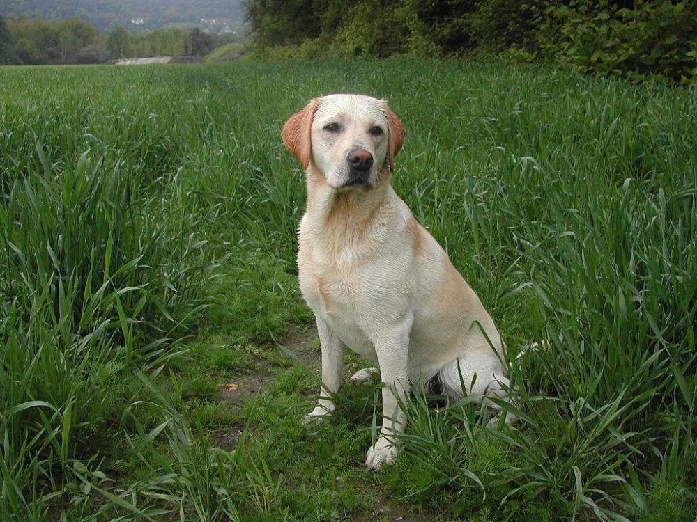 anjing yellow labrador retriever (commons.wikimedia.org/Herwig Kavallar)