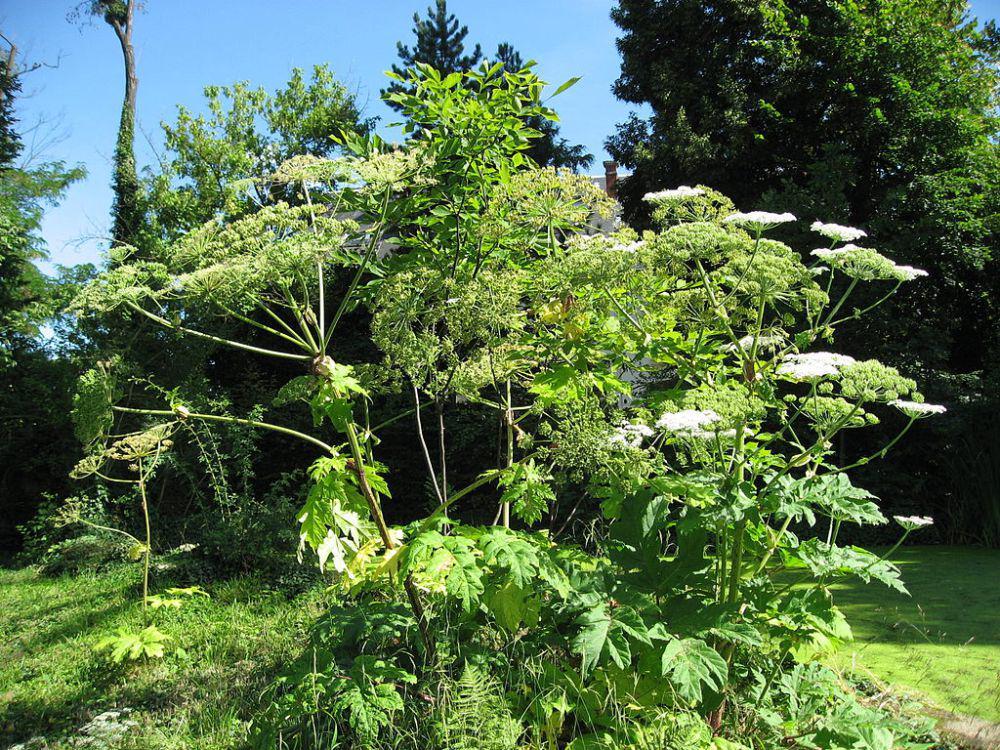 giant hogweed (commons.wikimedia.org/Liné1)
